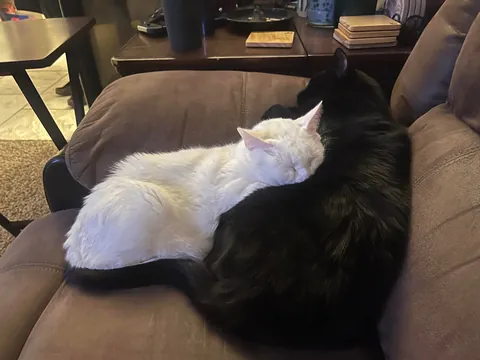 Celebrating two adorable years with this little stinker.