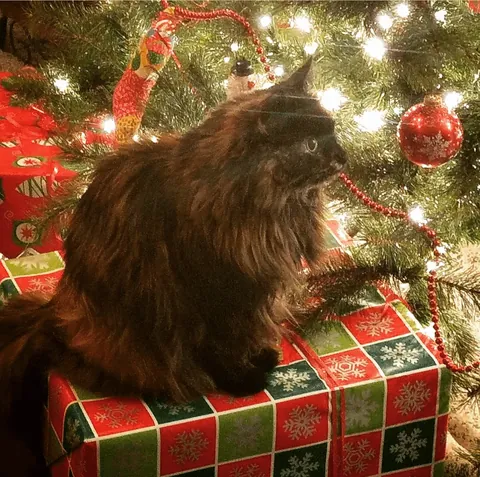 My 16 year old girl isn't doing too great. I'm getting ready to say goodbye, and thought some people might enjoy some pics of her