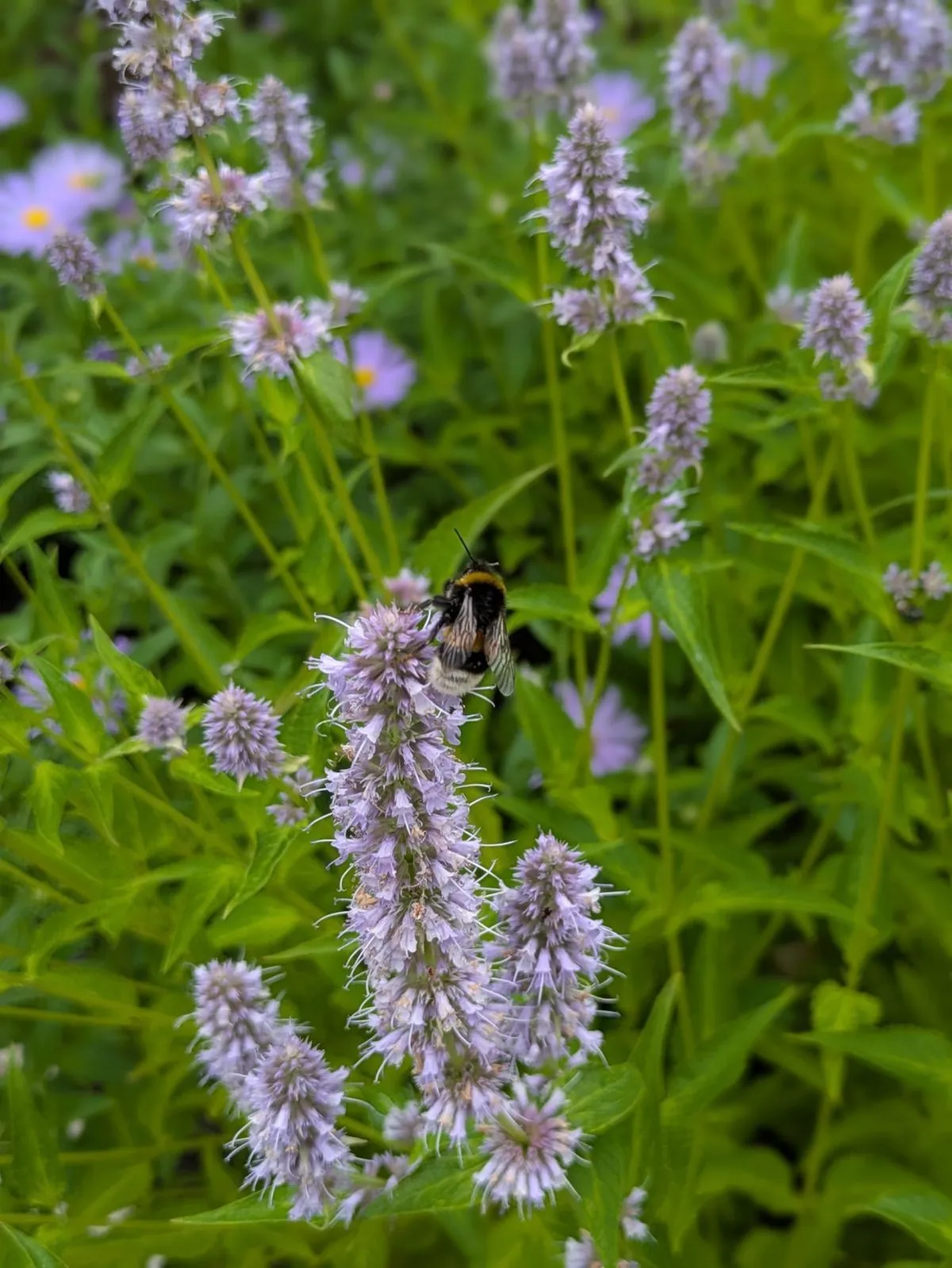 The first season of my flower garden