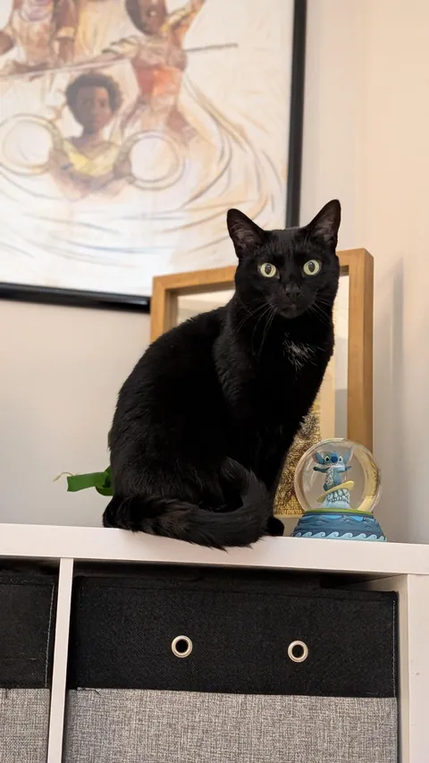 She's not supposed to be up there, but damn she's really pretty while she defies me! 🖤