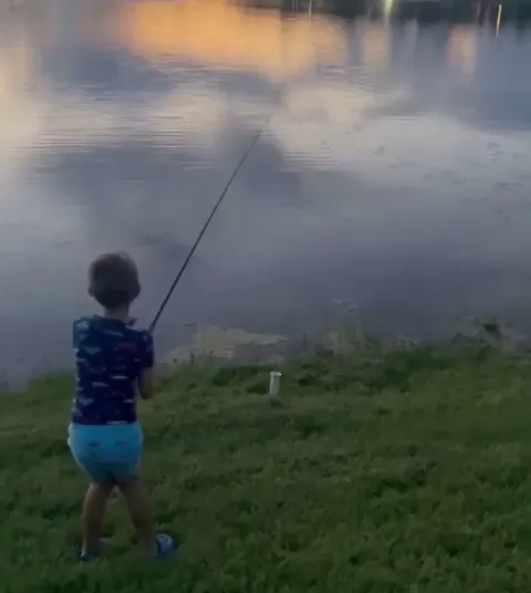 Classic Florida Gator