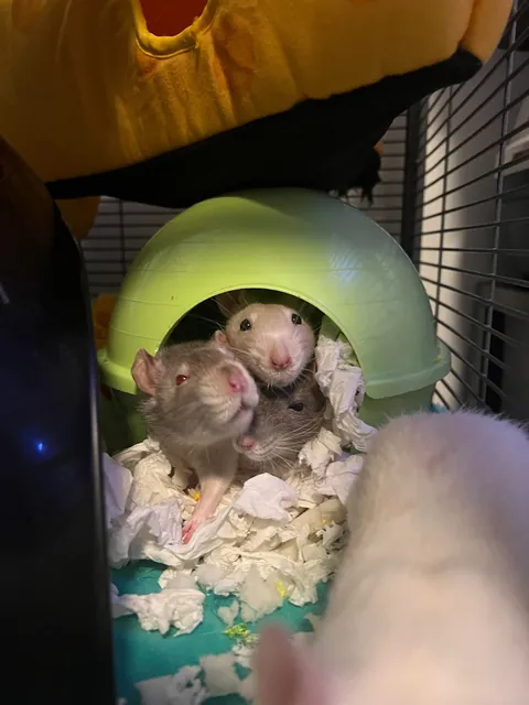 Guys are my rats ok?! They look a little funny…