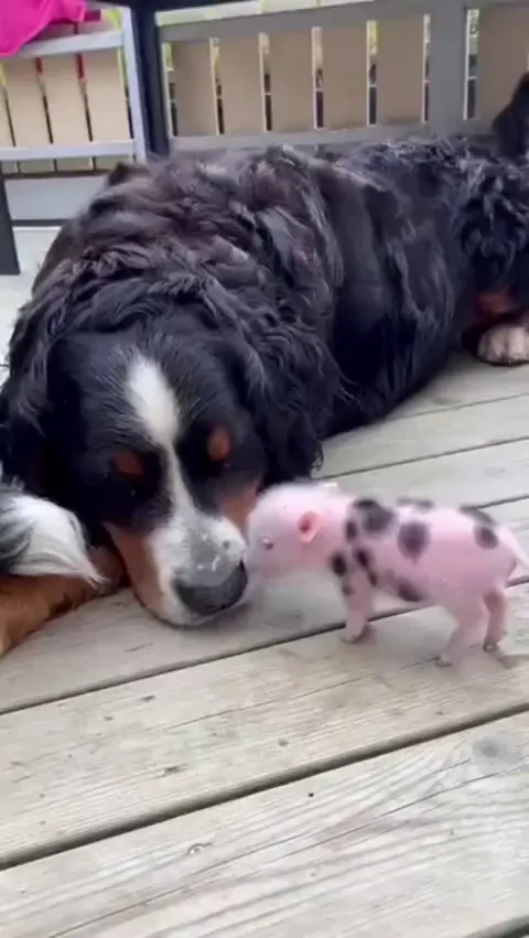 Baby piglet playing with uncles