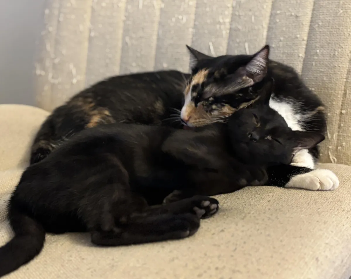 My cat adopted this feral void kitten. She’s the only one allowed to pet her.