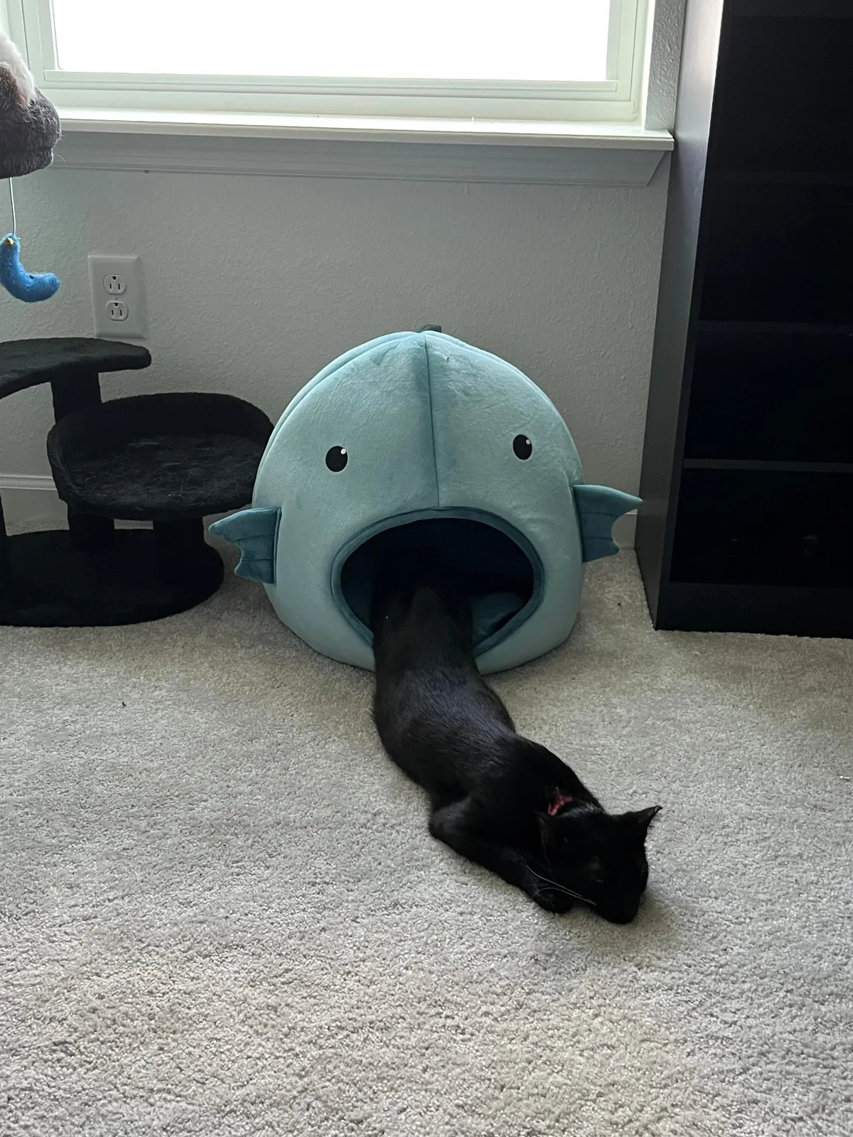 Sauron is now 1 year old!