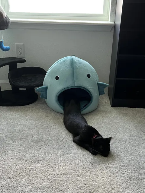 Sauron is now 1 year old!