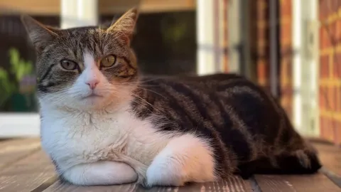 He saw me filming and decided to go through all of his animations