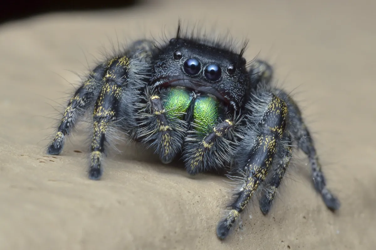 🔥The beautiful emerald green on this jumping spider. The Bold Jumper (phidippus audax).