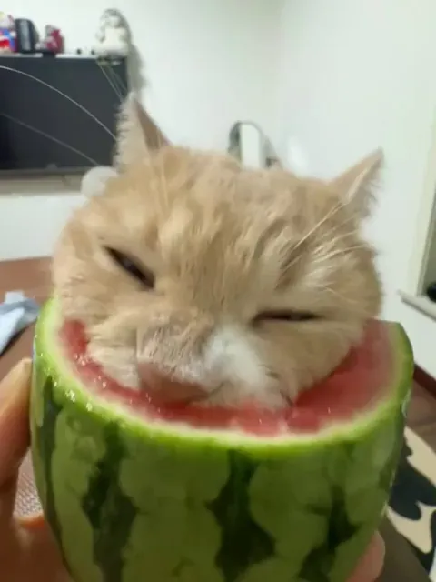Cats love watermelons