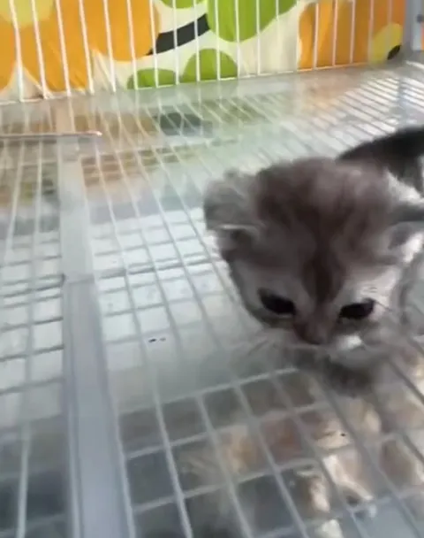 Little bunggorf clings on hoomans hand