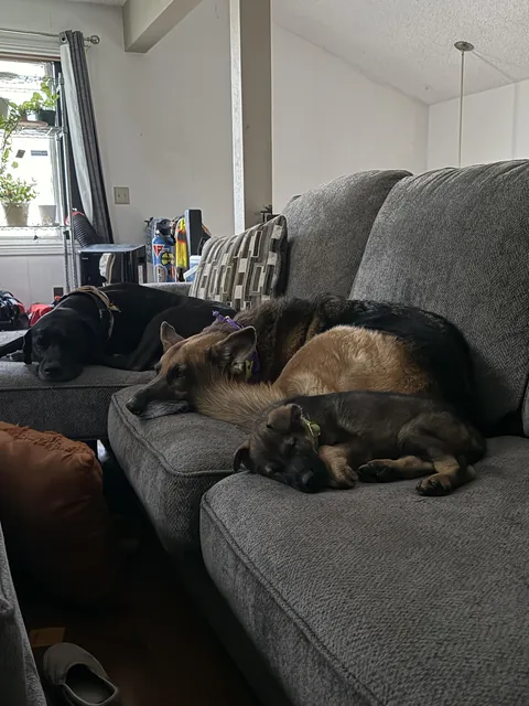 They are all sleeping side by side!