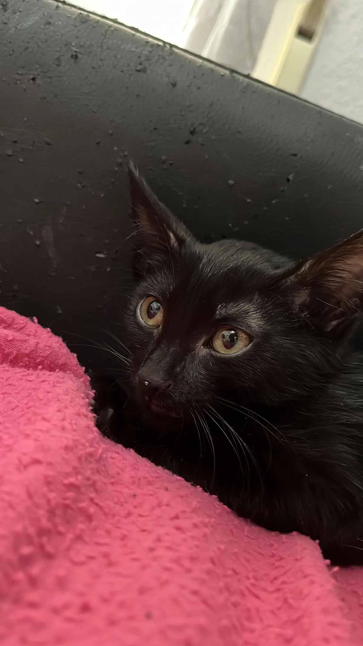 Just got thanked for adopting a small cat and now I’m sad