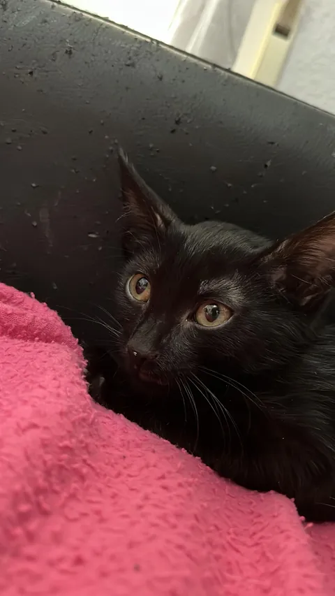 Just got thanked for adopting a small cat and now I’m sad