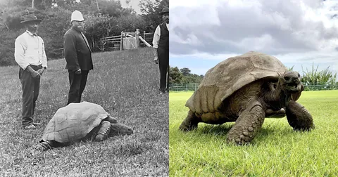 Jonathan the Tortoise is the world’s oldest animal at 192 years old, born in 1832
