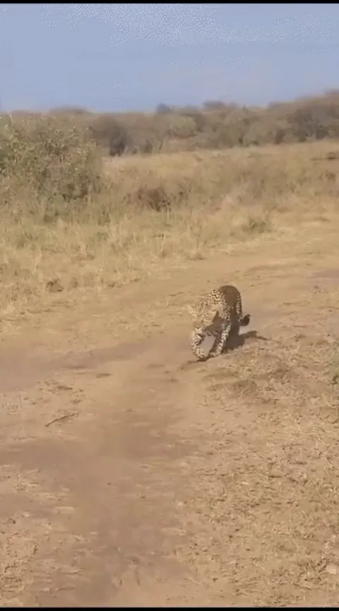 Nora, the Maasai Mara's oldest and most famous cheetah, ambushed by leopardess