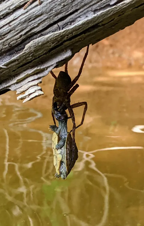 The spider was craving turtle soup