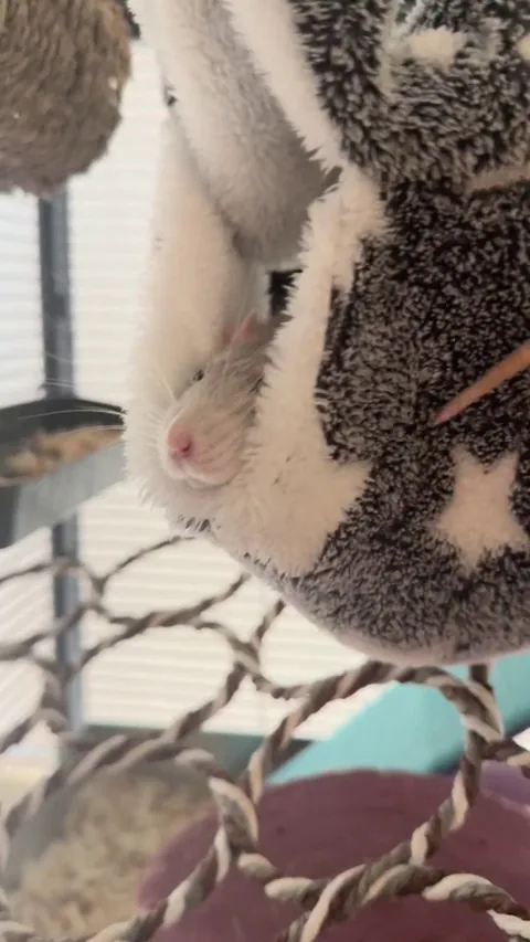 A vicious act of cannibalism