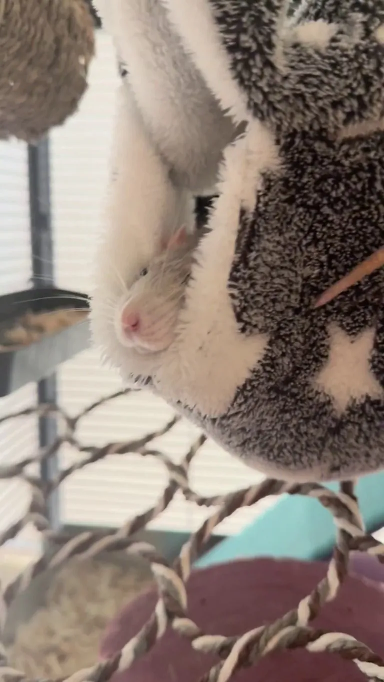 A vicious act of cannibalism