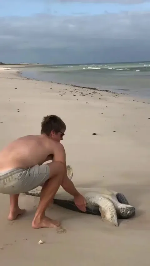 Saving a flipped over turtle