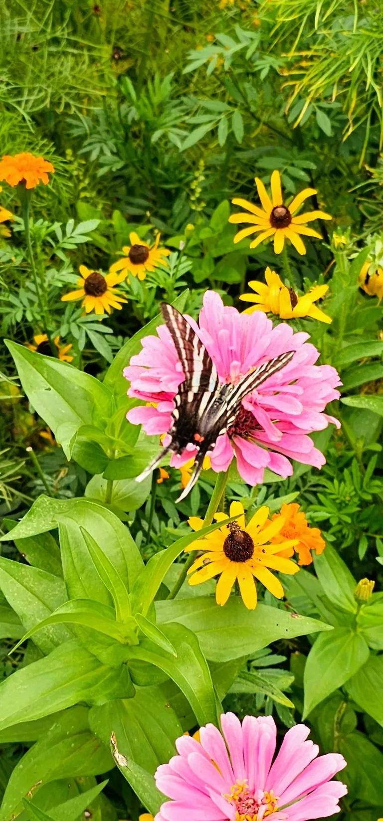 Pollinator garden UPDATE