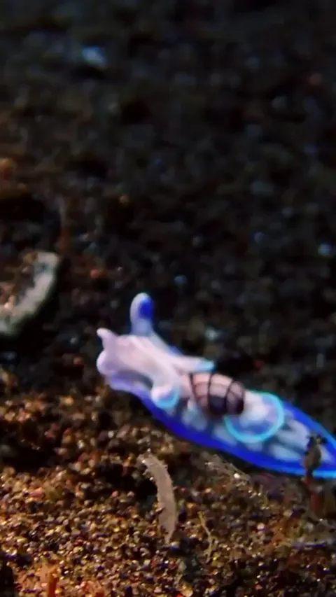 A beautiful bubble snail cruising the ocean floor