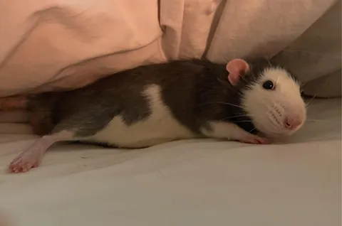 Couldn’t find Turkey during free roam time today, checked my bed and found him like this.