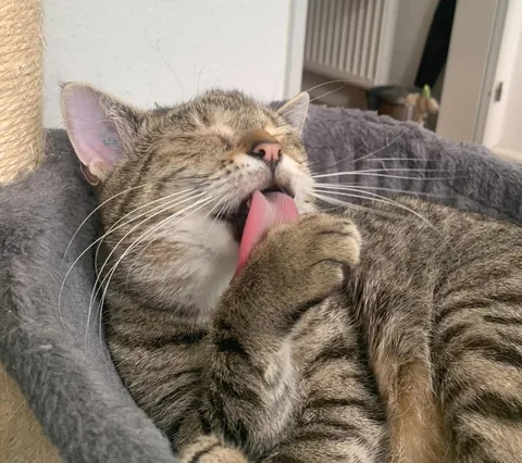 My cats long tongue 👅 why is it so big