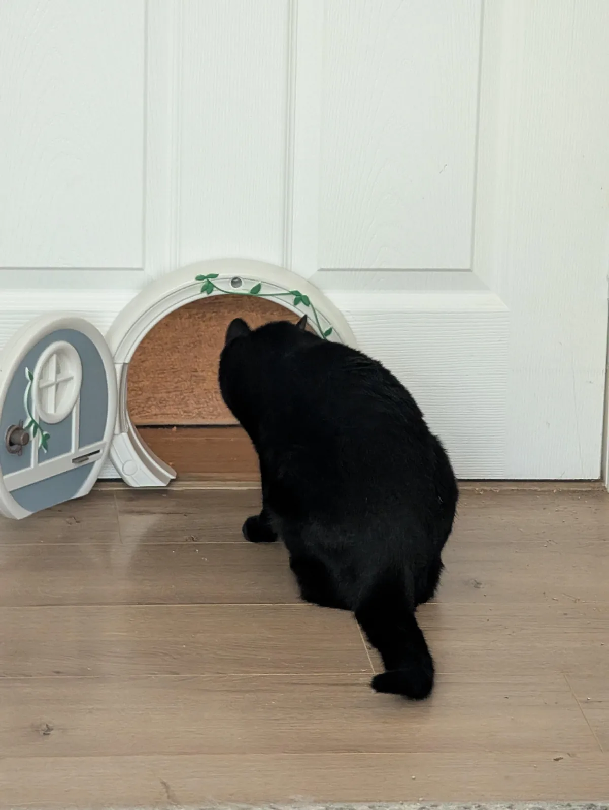 One year ago, I adopted my very first cat!