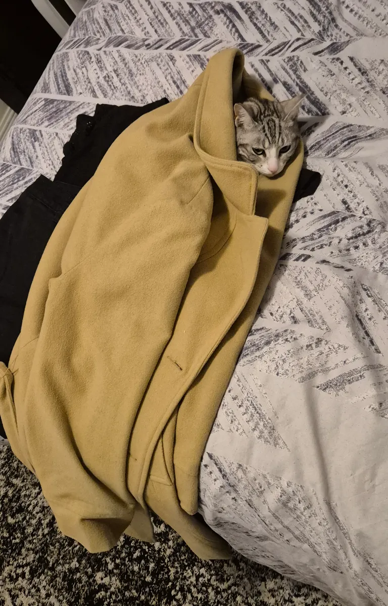 I set my clothes out for work every evening, this is what I walked in on today