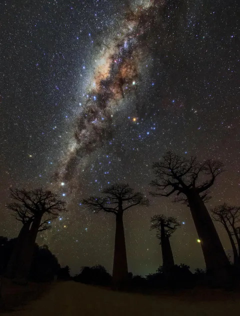 Milky way over the Avenue of Baobabs in Morondava, Madagascar