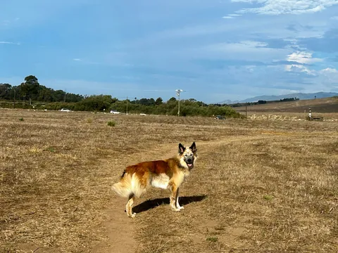 Celebrating two years with Snacks, our big goofy rescue dog