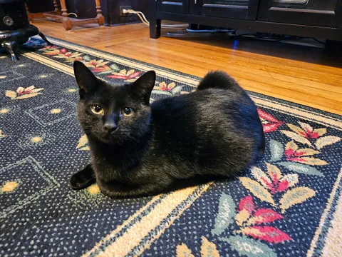 This is Yardstick, he is practicing his loaf form. He is a little lopsided because he is missing a back leg.