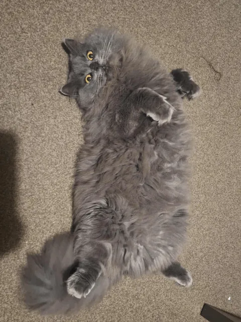 What breed is my boy?