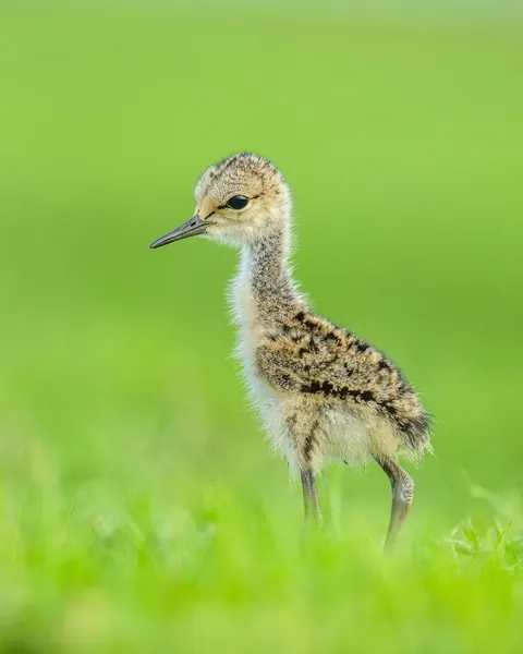 wildlife photography from the Indian wilderness