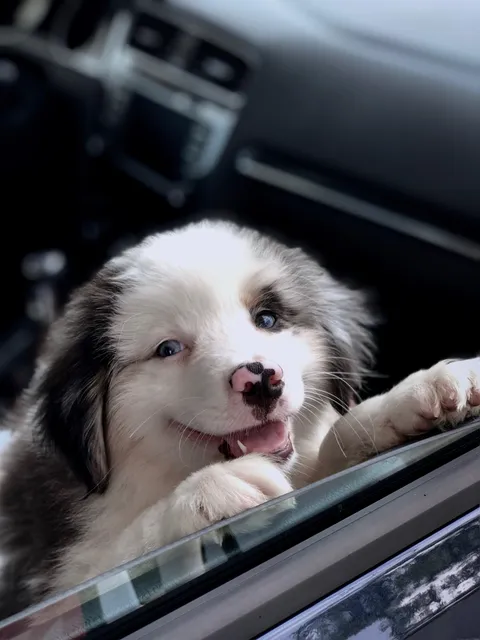 My friend got a new puppy this weekend and sent me this photo