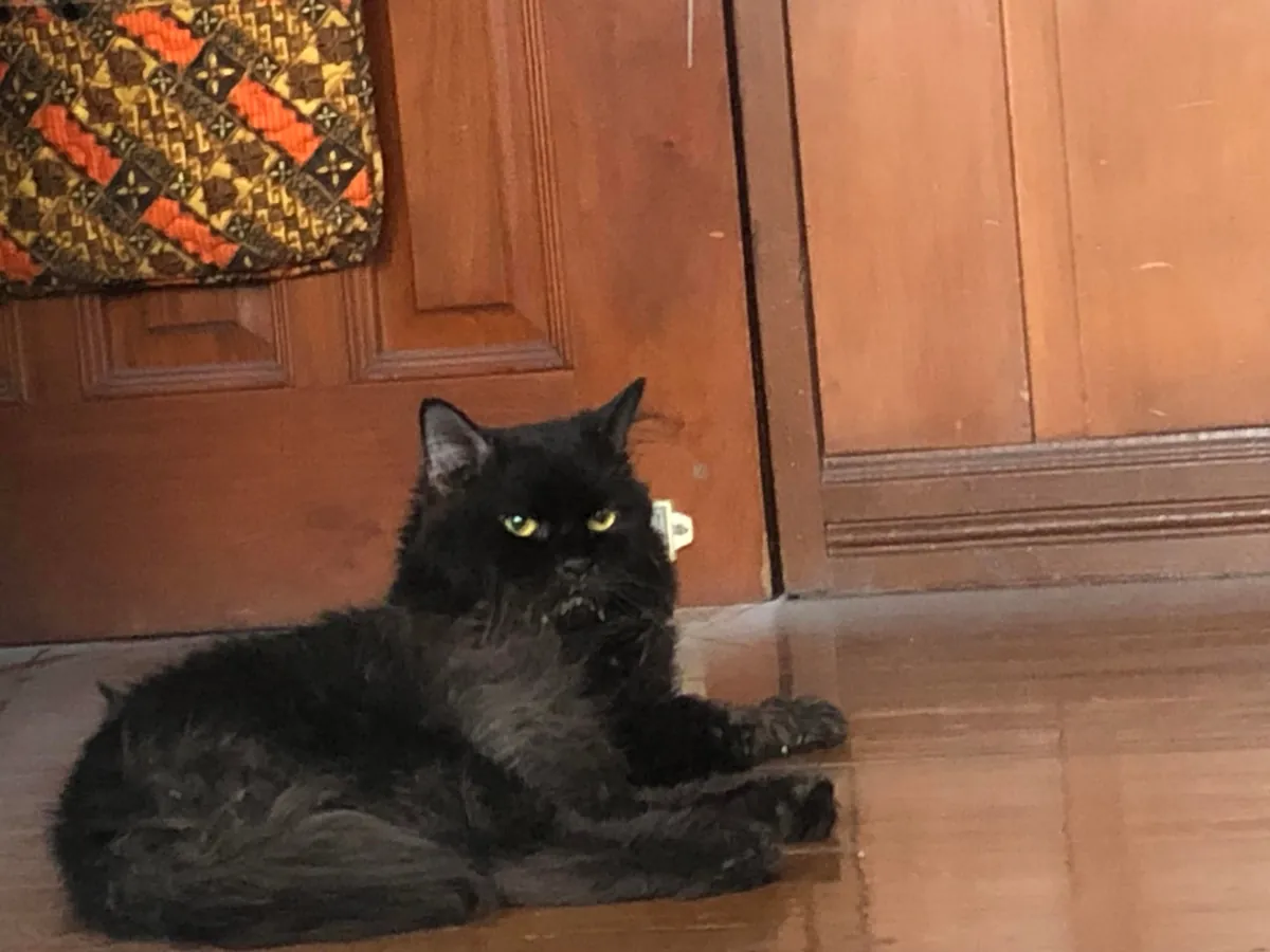 I lost my buddy a week ago.