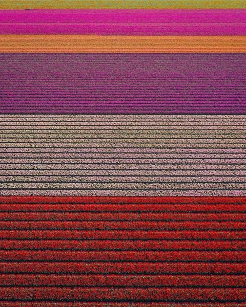 A glimpse of what Tulip season in the Netherlands look like