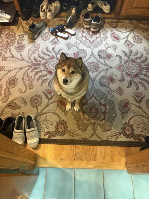 Pupper likes to guard the bathroom door, he is very protective and scary!