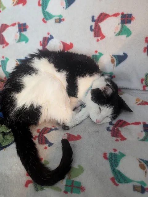 Rest easy my sweet prince