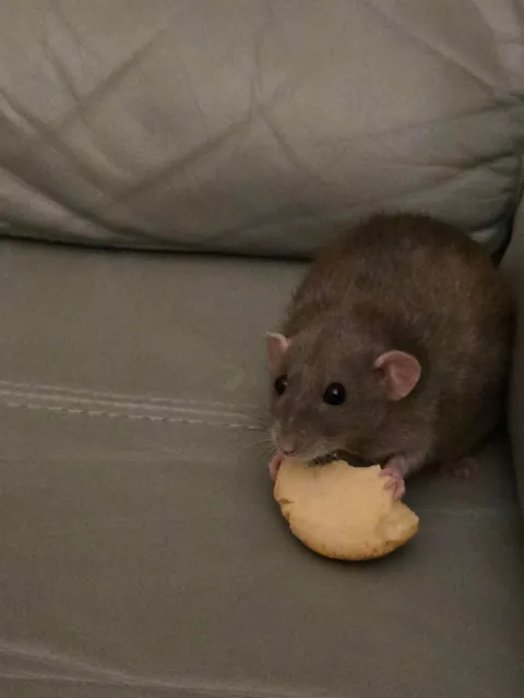 Jimily Stole another cookie!!!