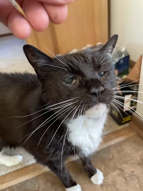 21 year old cat needs surgery, feeling scared.