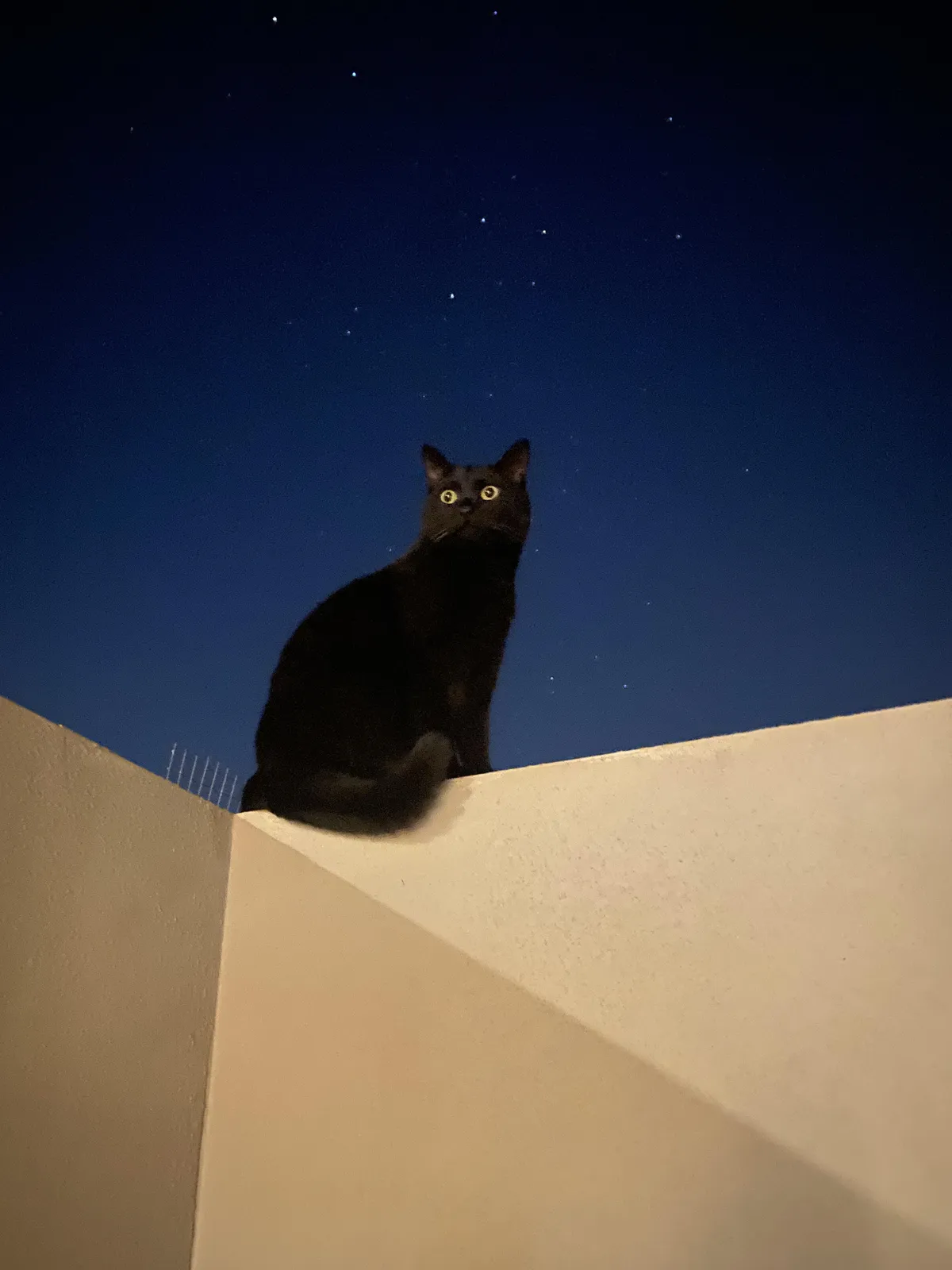 Under the Australian stars 🐈‍⬛