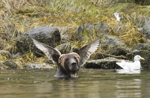 🔥The winners and finalists of the Wildlife Comedy Photography Awards (2016)