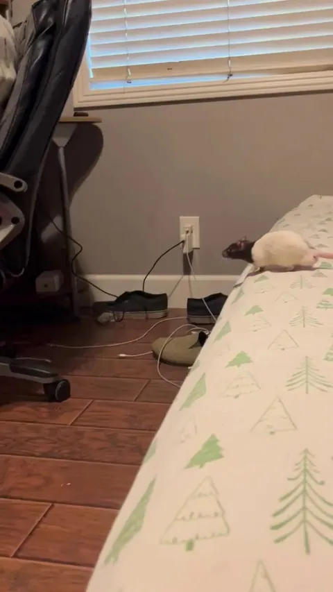 Olympic jumper or ninja warrior?