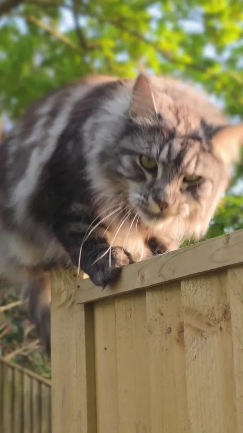 This is Goose, she was very friendly, or maybe accepted me 😺