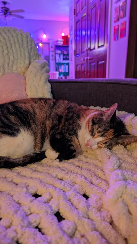 my dad passed so I have a cat now