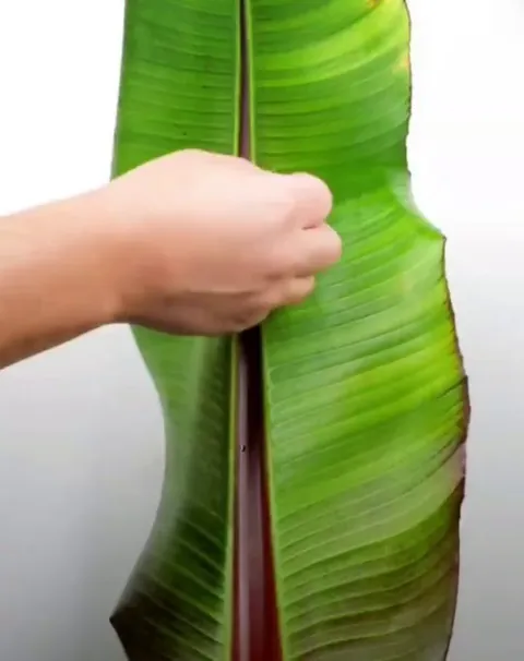 Dragon-headed caterpillars eat a large banana leaf