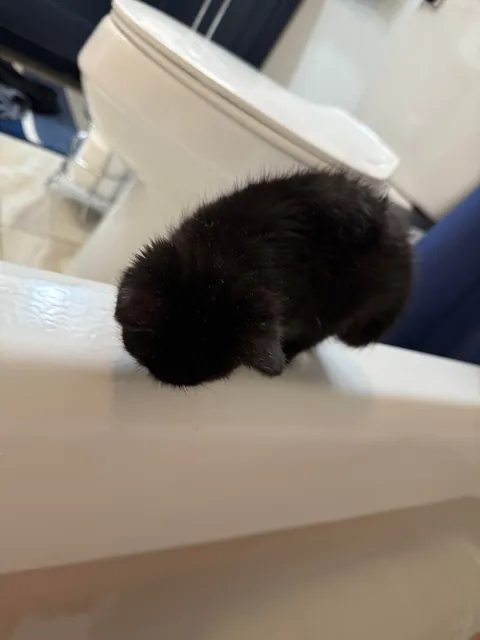 Bobbi has never in her 7 months of life let her hatred of water get in the way of her clinginess.