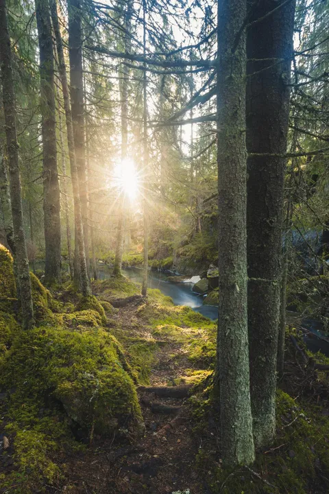 A creek runs deep in the woods of Central Finland [1600x2400][OC]