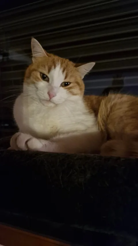 Tribute to my beloved Simba